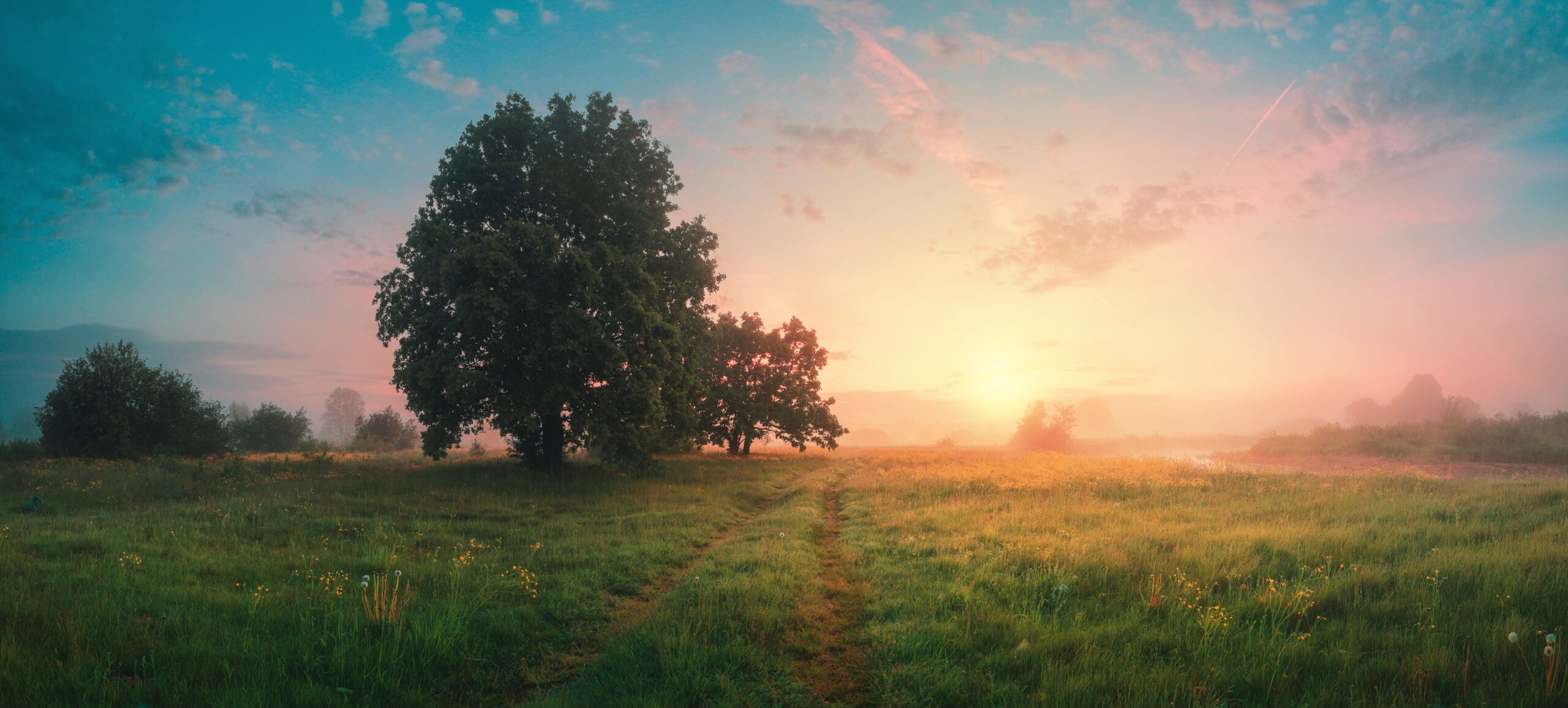 Sunrise over a tranquil field, with vibrant green grass and scattered yellow flowers.